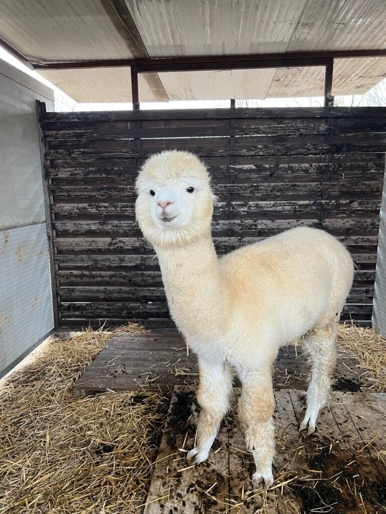 Foto Alpaca_1